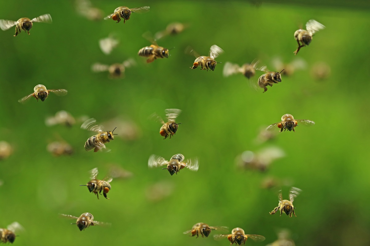 Orange-County-Calls-The-Professionals-When-They-Need-Bee-Removal