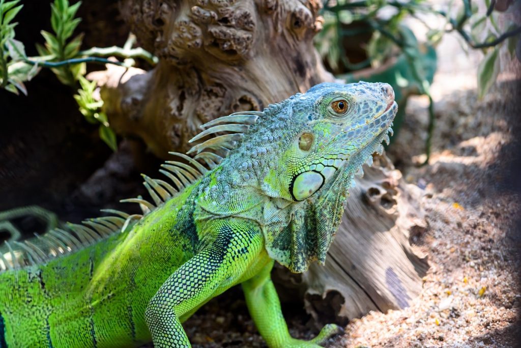 Going To The Reptile Zoo Should Be On Your List Of Things To Do In ...