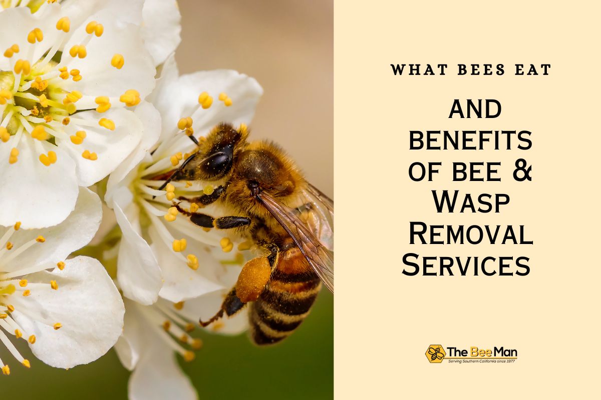 What Bees Eat and Benefits of Bee and Wasp Removal Services