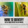 How-to-Identify-Bee-vs.-Wasp-Activity-in-Late-Winter-1200-x-800-px