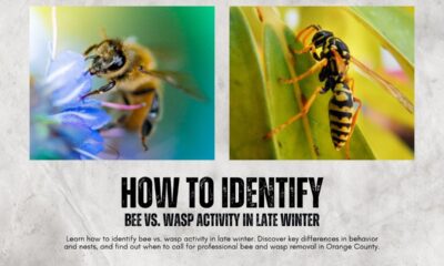 How-to-Identify-Bee-vs.-Wasp-Activity-in-Late-Winter-1200-x-800-px