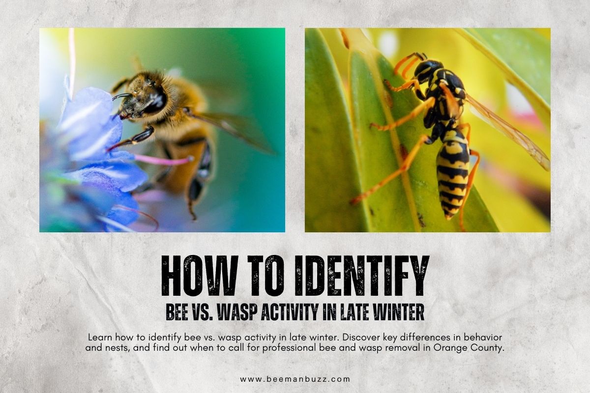 How-to-Identify-Bee-vs.-Wasp-Activity-in-Late-Winter-1200-x-800-px